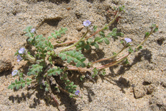 Phacelia stellaris