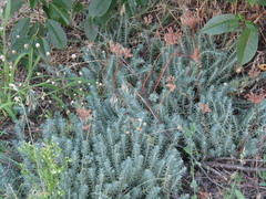 Petrosedum orientale