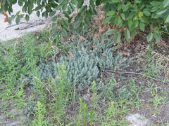 Petrosedum orientale