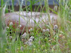 Phlebopus marginatus