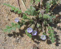 Phacelia stellaris