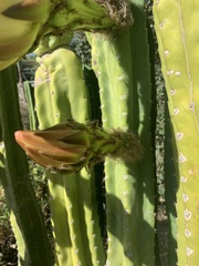 Trichocereus spachianus