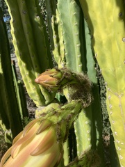 Trichocereus spachianus