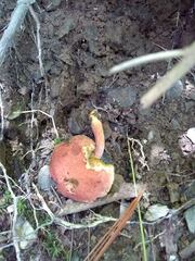 Hortiboletus campestris