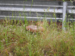 Phlebopus marginatus