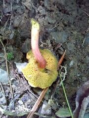 Hortiboletus campestris