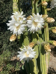 Trichocereus spachianus