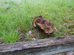 Phlebopus marginatus