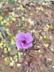 Clarkia tenella