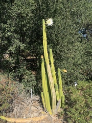 Trichocereus spachianus