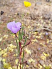 Clarkia tenella