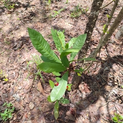 Ochna serrulata image