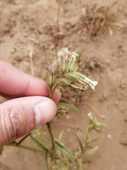 Nicotiana corymbosa