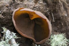 Phylloscypha phyllogena