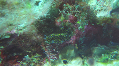 Pseudobiceros pardalis