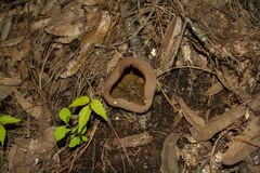 Phylloscypha phyllogena