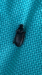 Agonum punctiforme