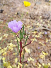 Clarkia tenella