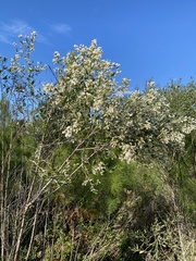 Baccharis halimifolia