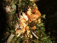 Hypocreopsis rhododendri