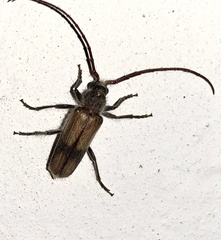 Crinarnoldius maculatus