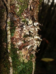 Hypocreopsis rhododendri