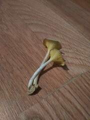 Gerronema strombodes