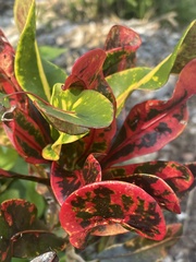 Codiaeum variegatum