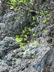 Hyophila involuta
