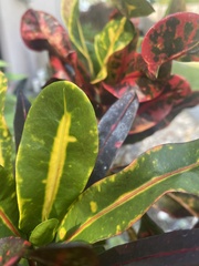 Codiaeum variegatum