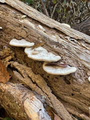 Trametes gibbosa