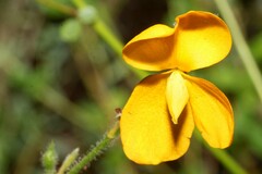 Chapmannia floridana