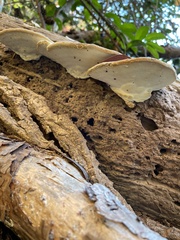 Trametes gibbosa