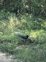Cyanocorax yucatanicus
