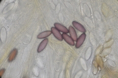 Ascobolus furfuraceus