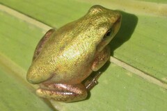 Hyla squirella