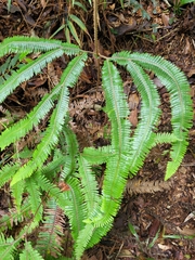 Gleicheniaceae
