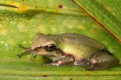 Hyla squirella