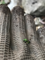 Augochloropsis viridula