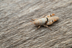 Cibolacris parviceps