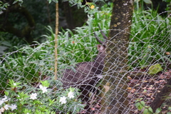 Tragelaphus sylvaticus