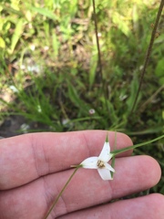 Rhynchospora colorata