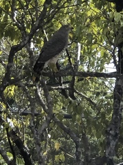 Rupornis magnirostris