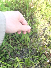 Rhynchospora colorata