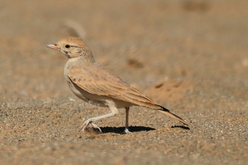 Desert Lark