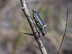 Hippomelas sphenicus