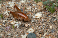 Ceuthophilus hesperus