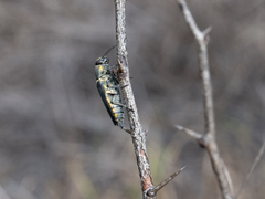 Hippomelas sphenicus