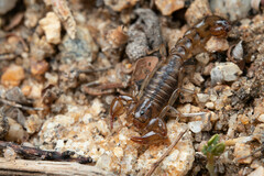 Superstitionia donensis