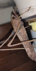 Mecopodinae